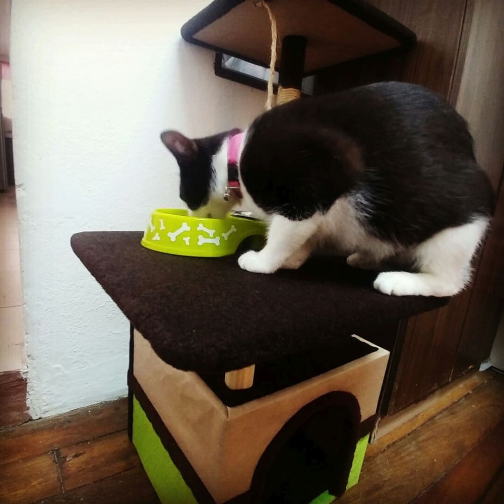 Mueble y comedor para gato