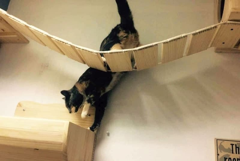 Puentes colgantes para gatos